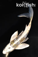 6.25" KIN KIKOKURYU BUTTERFLY