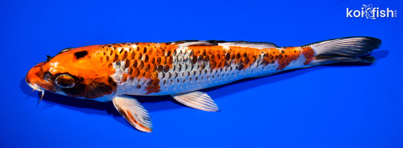 11" BENI GINGA