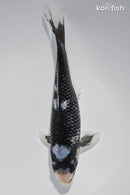 6.5" BENI MATSUKAWABAKE