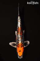 13" ARAGOKE BENI KIKOKURYU