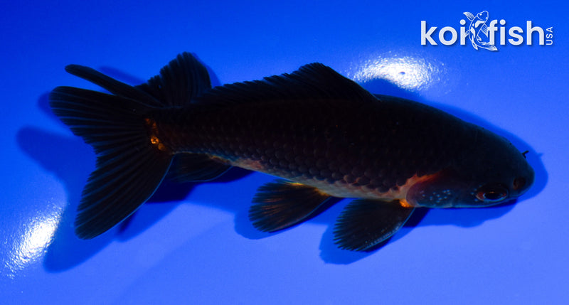 5" WATONAI GOLDFISH