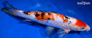 11" DOITSU SANKE