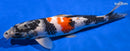14.25" SHOWA