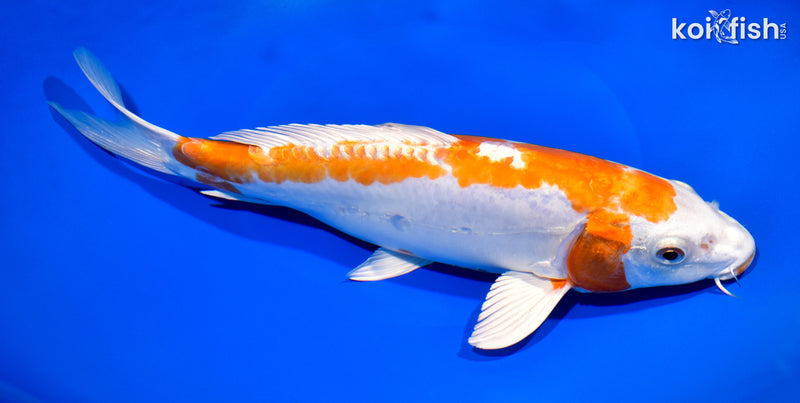 10.75" KIKUSUI