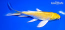 6.25" YAMABUKI OGON BUTTERFLY