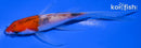 4.5" GOROMO BUTTERFLY