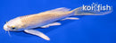 5.25" CREAMY OGON BUTTERFLY