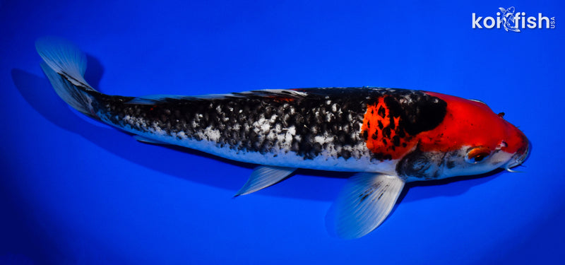 13" BENI MATSUKWABAKE