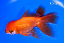 5" ORANDA GOLDFISH