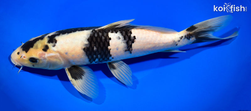 11.75" SHIRO UTSURI