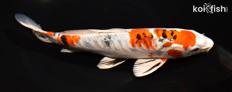 9.25" ARAGOKE HEISEI NISHIKI