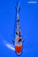 5.5" SANKE