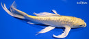 8.5" GINRIN YAMABUKI OGON BUTTERFLY