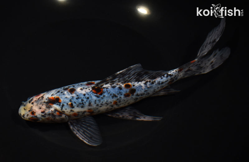 8.25" SHUBUNKIN GOLDFISH