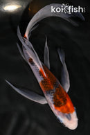 7.5" GOSHIKI BUTTERFLY