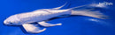 9" GINRIN PLATINUM OGON BUTTERFLY