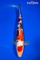 11.75" MARUTEN DOITSU SANKE