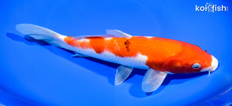 9.75" SANKE