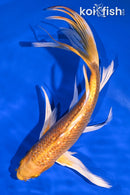9.75" GINRIN YAMABUKI OGON BUTTERFLY