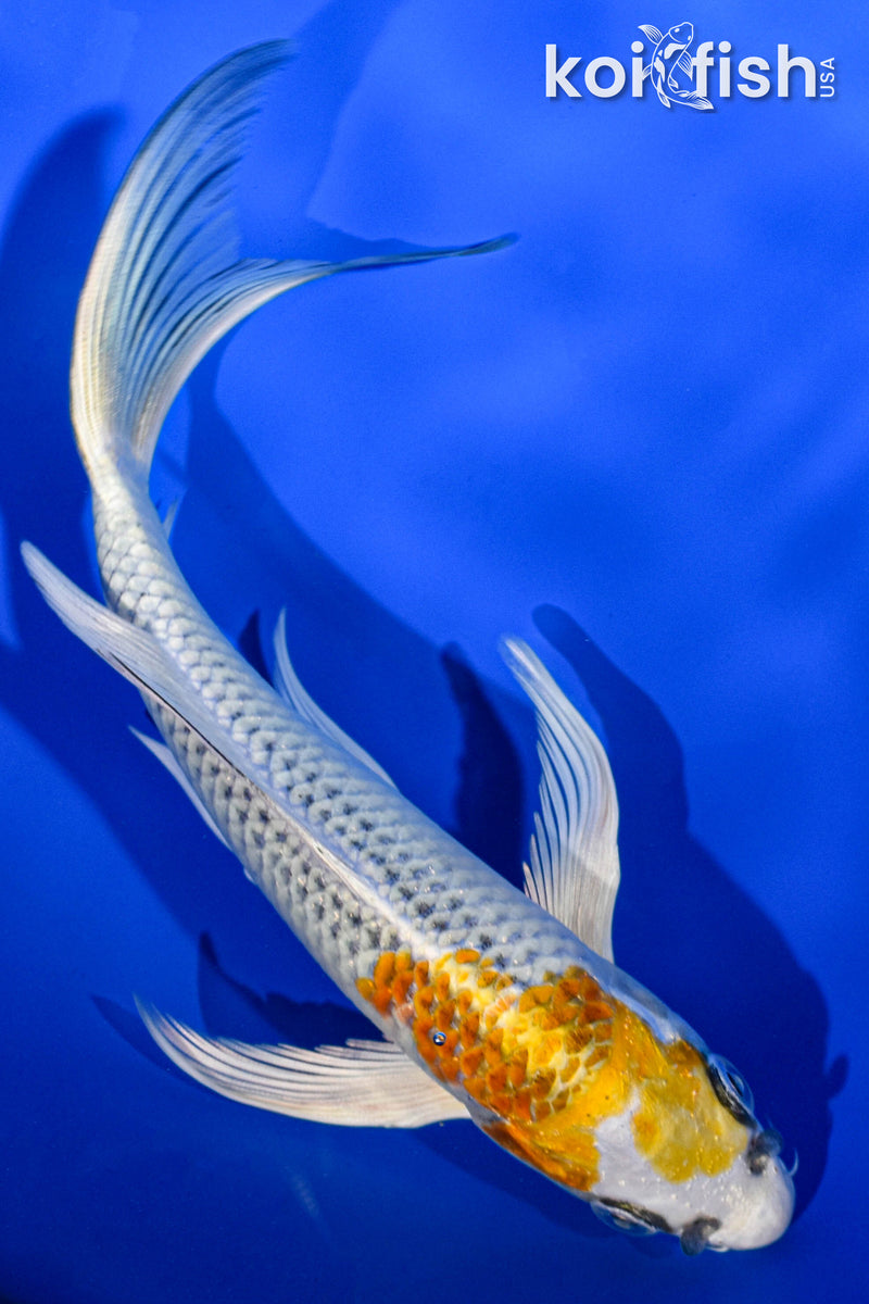 7.75" KUJAKU BUTTERFLY