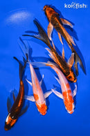 PACK OF (5) 5.25-5.75" BUTTERFLY KOI