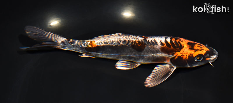 8" BENI KIKOKURYU