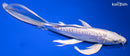 8.75" DOITSU PLATINUM OGON BUTTERFLY