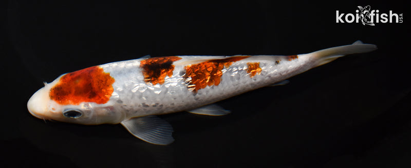 7" GOROMO