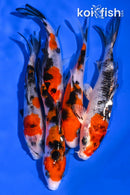 PACK OF (5) 4-4.5" STANDARD KOI