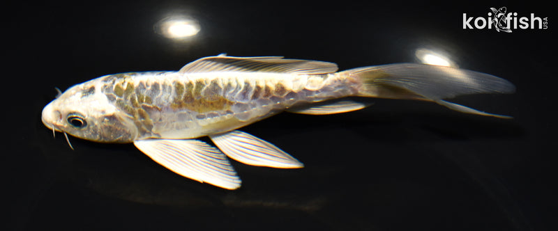 6.25" KIN KIKOKURYU BUTTERFLY
