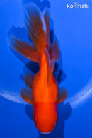 5.5" ORANDA GOLDFISH