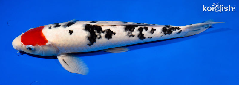 14.5" TANCHO SANKE