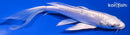5.5" PLATINUM OGON BUTTERFLY