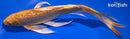 9.75" GINRIN YAMABUKI OGON BUTTERFLY