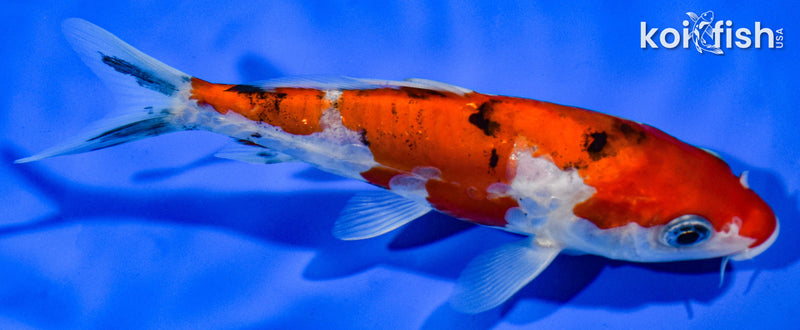 5.5" DOITSU SANKE