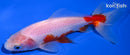 5" WAKIN GOLDFISH