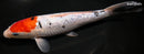 9.5" GINRIN SANKE