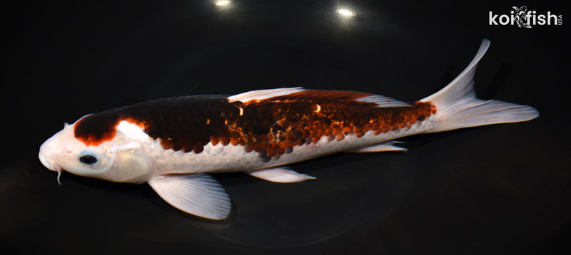 11.5" BUDO GOROMO