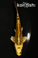 4" KIN KIKOKURYU