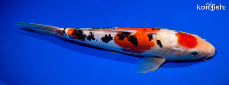 11.75" MARUTEN DOITSU SANKE