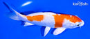 6" HARIWAKE