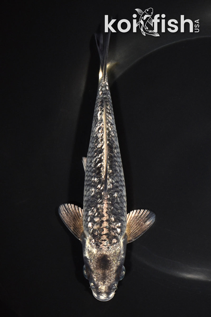 6.75" GINRIN GINGA