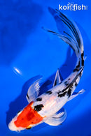 8.5" YAMATO NISHIKI BUTTERFLY