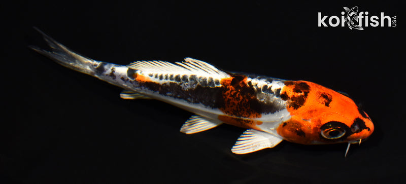 5" BENI KIKOKURYU