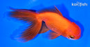 5" ORANDA GOLDFISH