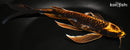 10" BENI KIKOKURYU BUTTERFLY