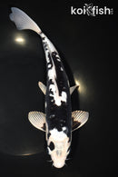 11" ARAGOKE KUMONRYU