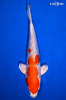 10.25" GINRIN HARIWAKE