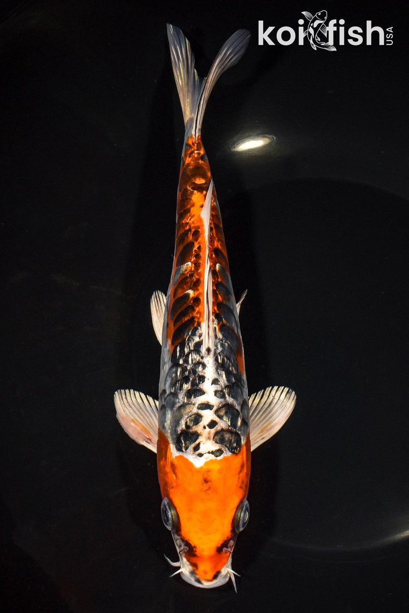 8.5" BENI KIKOKURYU