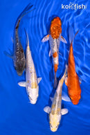 PACK OF (5) 4-5" STANDARD KOI